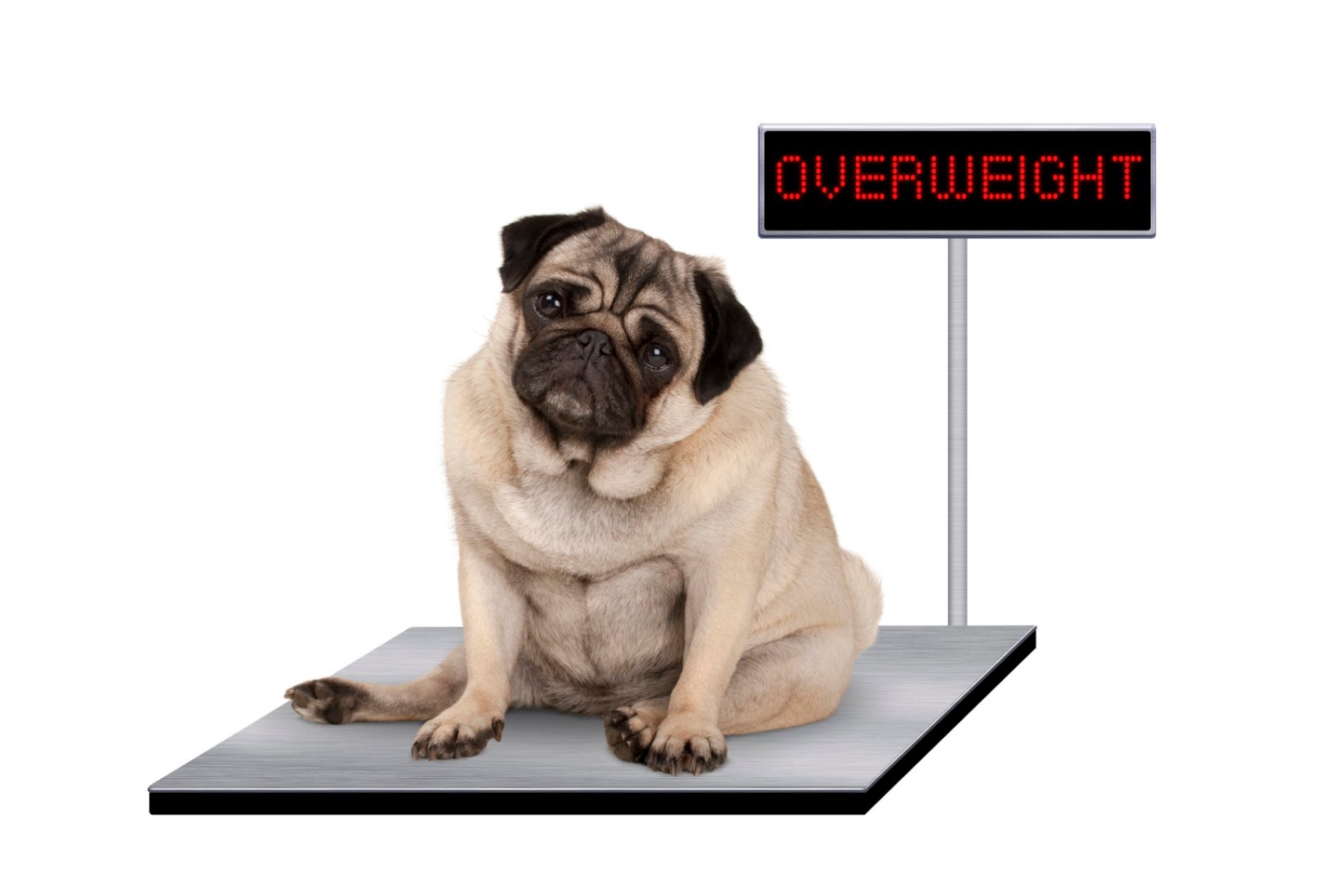 heavy fat pug puppy dog sitting down on vet scale with overweight LED sign||Overweight
