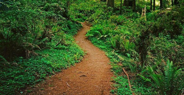 path_woods