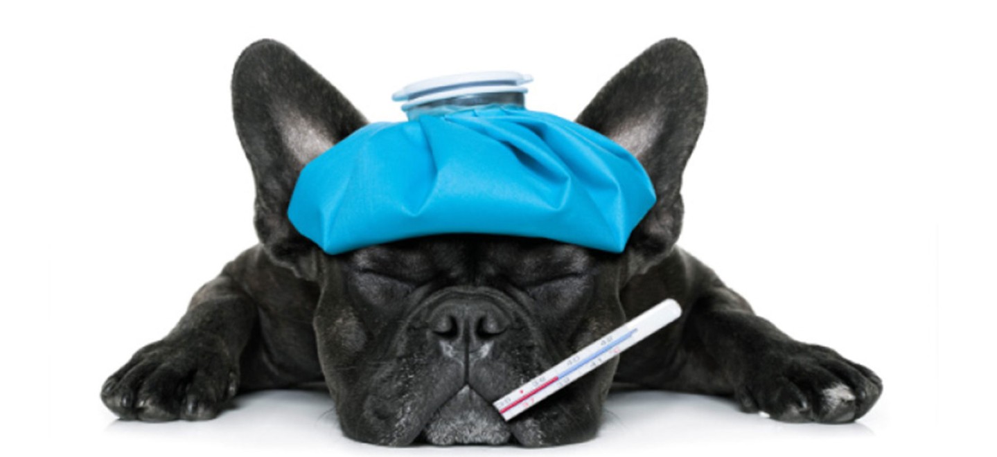 Black dog with water bottle on head and thermometer in mouth.