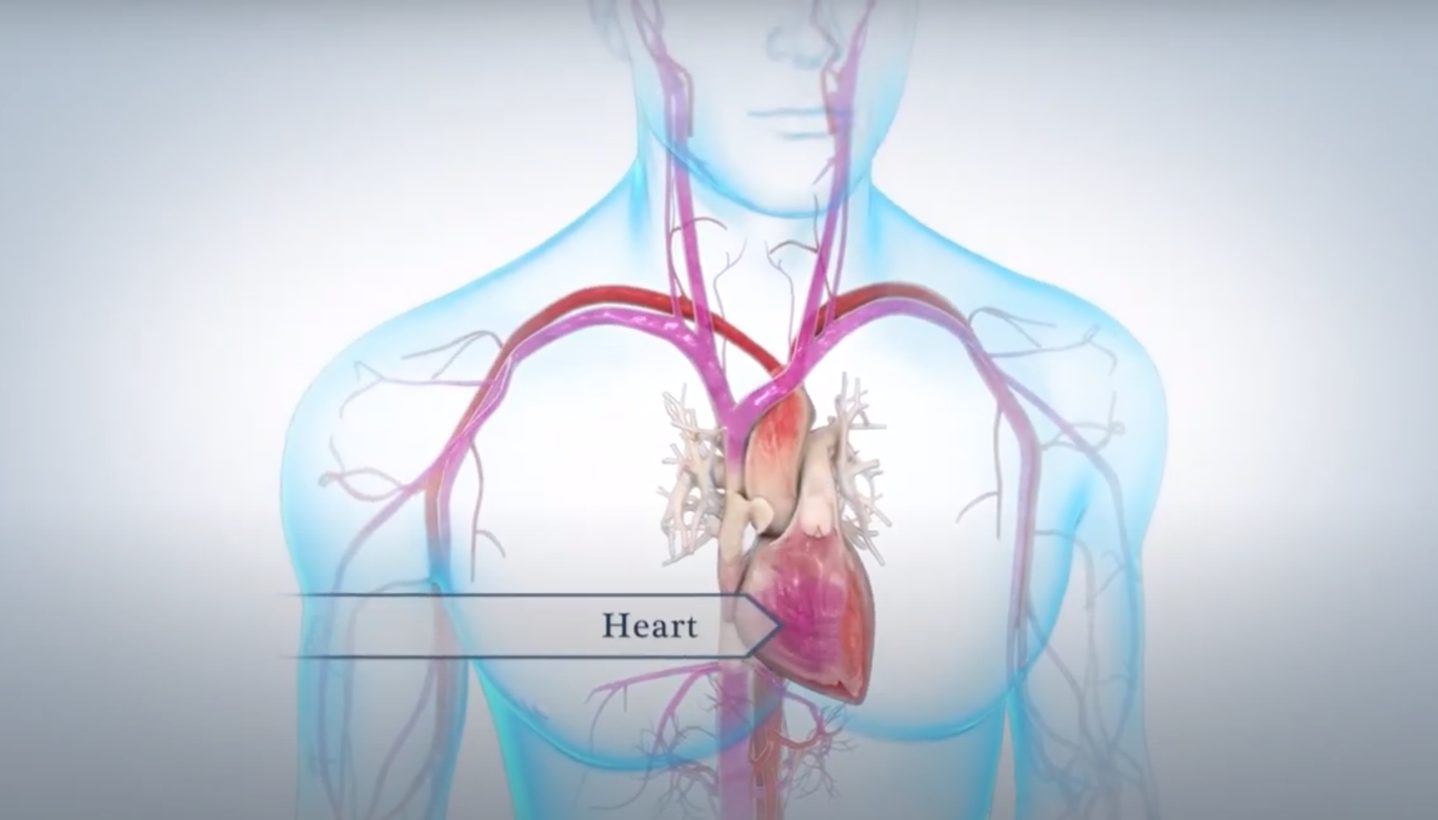 Animated model of the heart pumping blood throughout the body